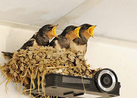 Приметы на счастье