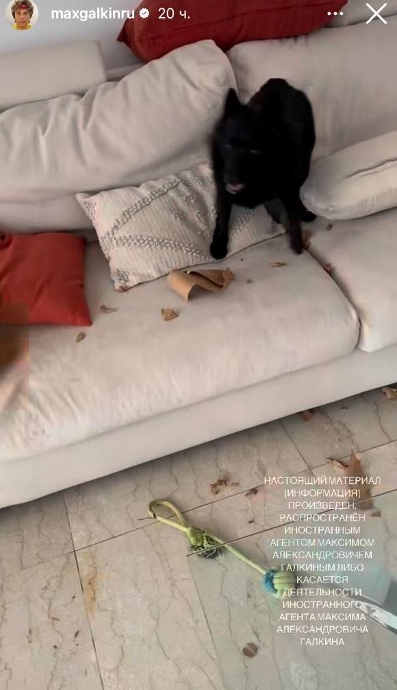 Полный хаос: Максим Галкин* показал собаку и их с Пугачевой дом на Кипре