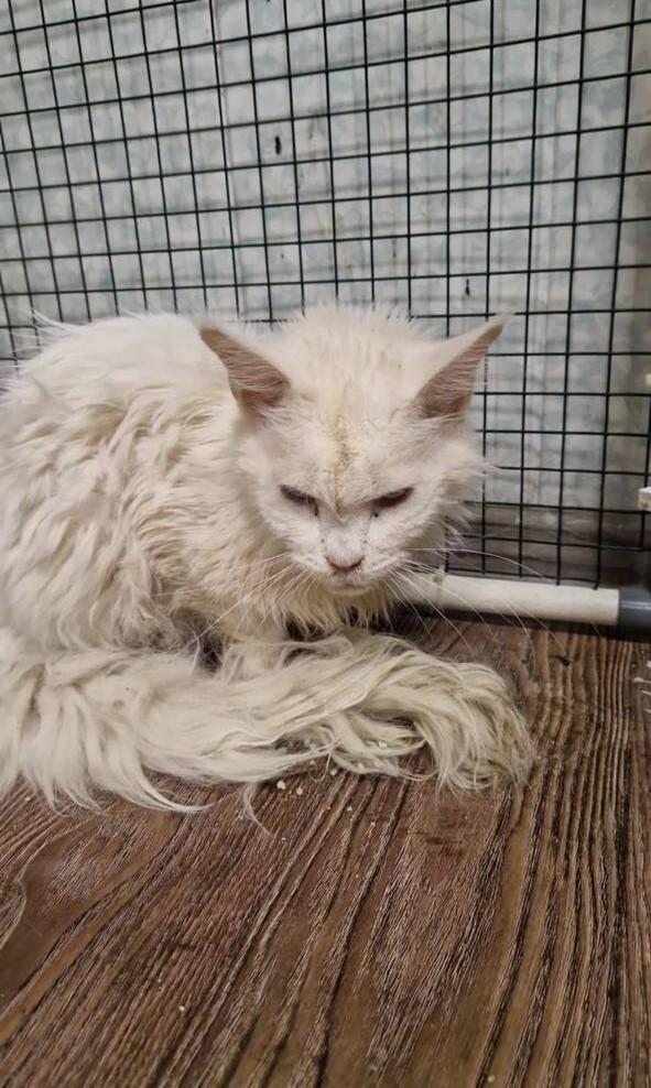 Так выглядит самая любимая кошка Аллы