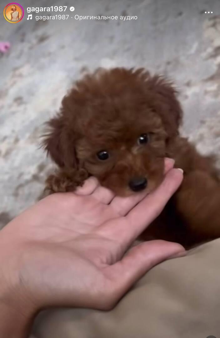 «У нас в семье прибавление»: 37-летняя Полина Гагарина поделилась счастливым событием