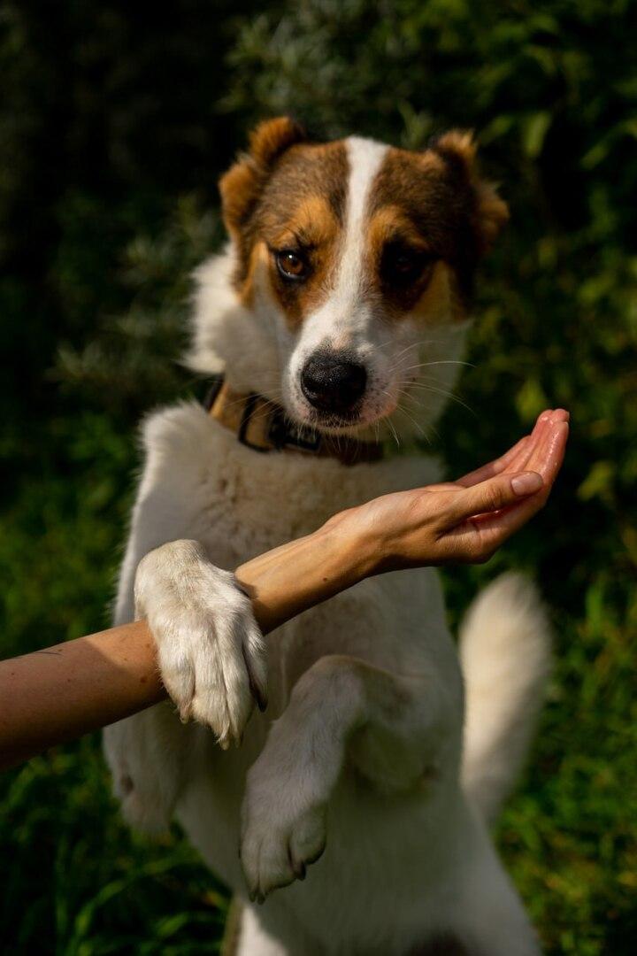 Фестиваль WOOF в поддержку животных из приютов пройдет в Москве 11 и 12 ноября