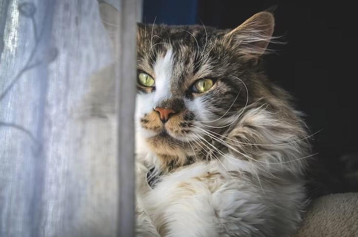 Пострадали полицейские: дворовый кот напал на служебную собаку в Подмосковье