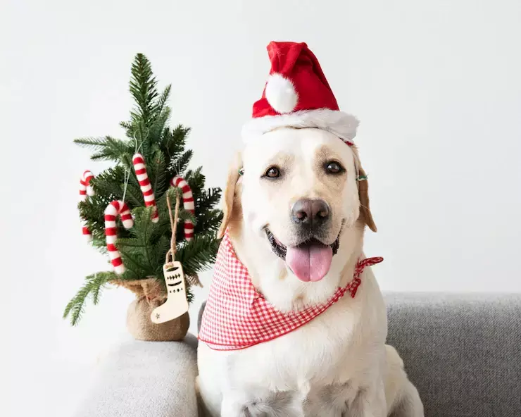 Как уберечь животных от шума фейерверков в новогоднюю ночь