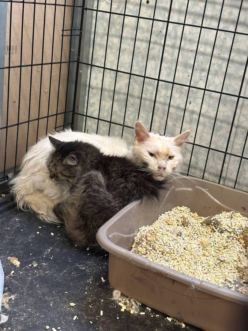 Кровавое дело: как москвичка устроила нелегальный бизнес на донорстве котов