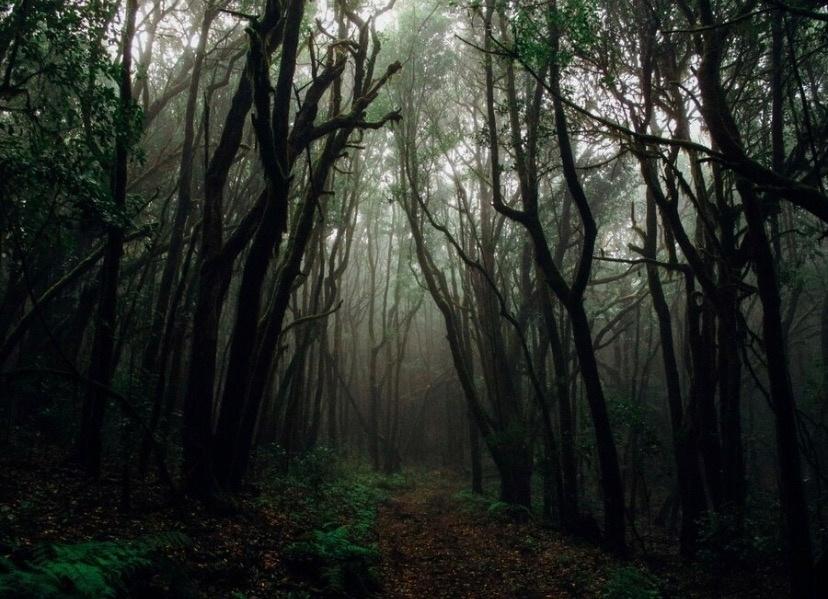 Таинственное послание погибшей в лесу 16-летней девочки прокомментировал ее отец: остается только ждать