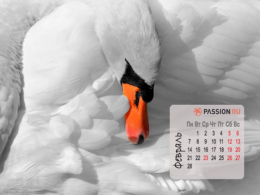 Обои для рабочего стола от Passion.ru: февраль 2022
