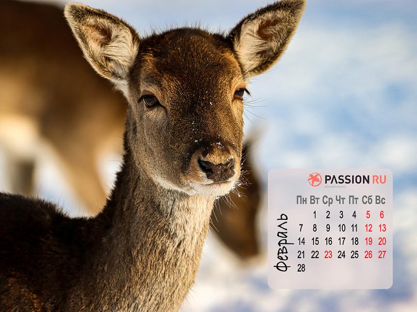 Обои для рабочего стола от Passion.ru: февраль 2022