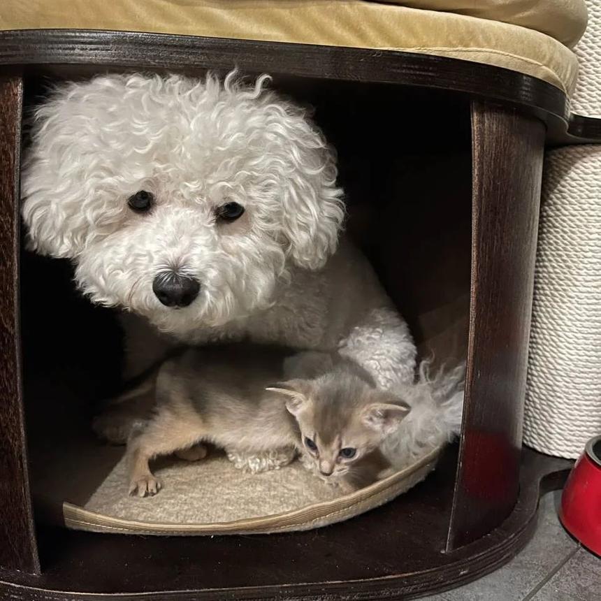 Питомцы Елены Ксенофонтовой