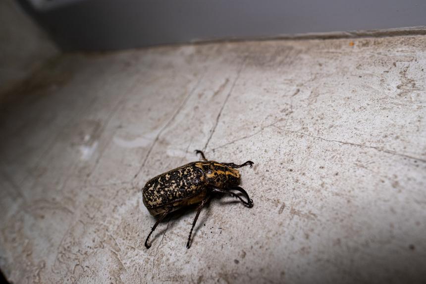 В Москве благодаря тараканам нашли тело умершего жителя