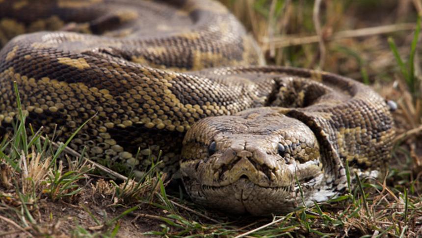 Пьяный житель Индии намотал на шею питона и чуть не умер от удушения