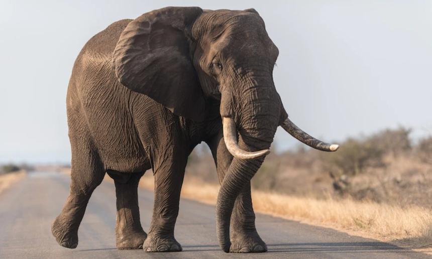 В Индии голодный слон убил человека