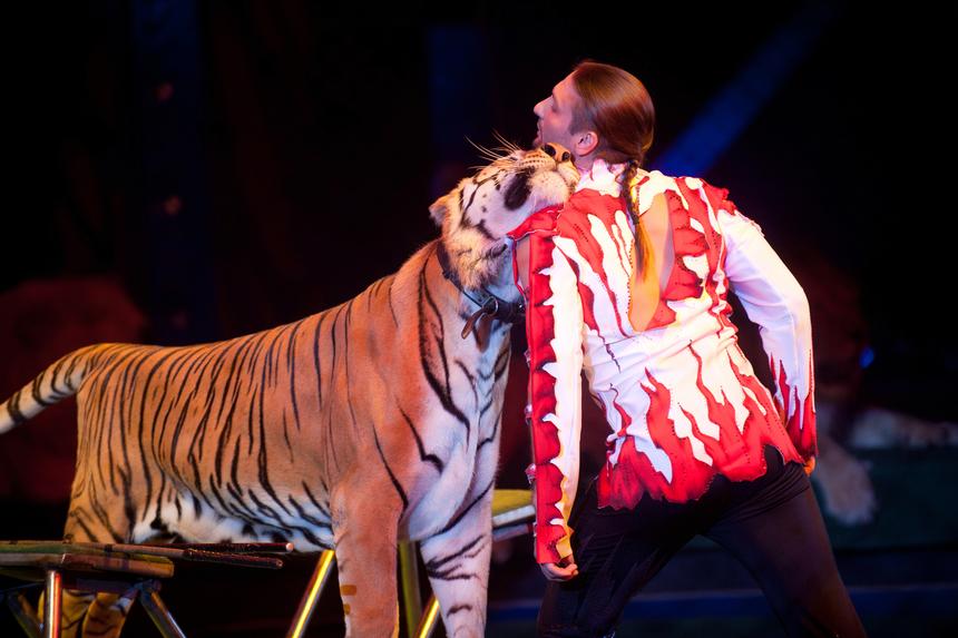 «Это теперь на всю жизнь»: разодранный тигром Запашный показал последствия нападения