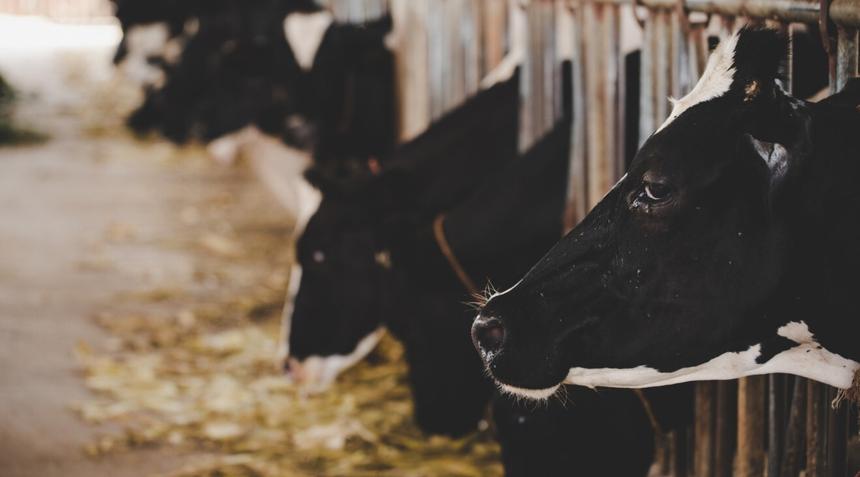 Выяснилось, почему обнимать корову лучше чем мужчину