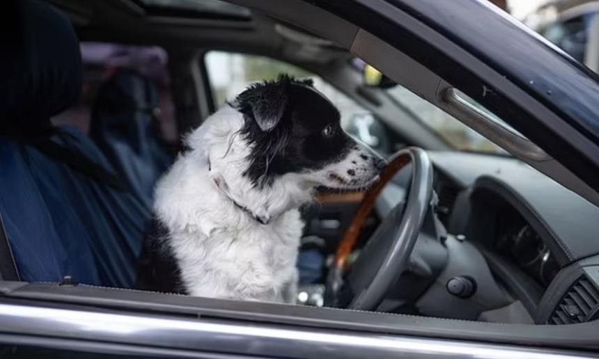 Побег не удался: собака села за руль семейной машины и врезалась в припаркованный джип