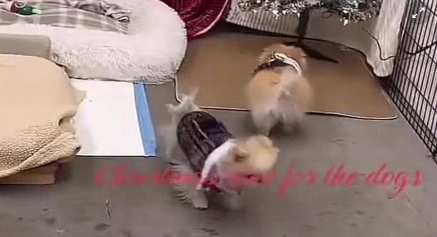 Ким Кардашьян издевается над домашними животными