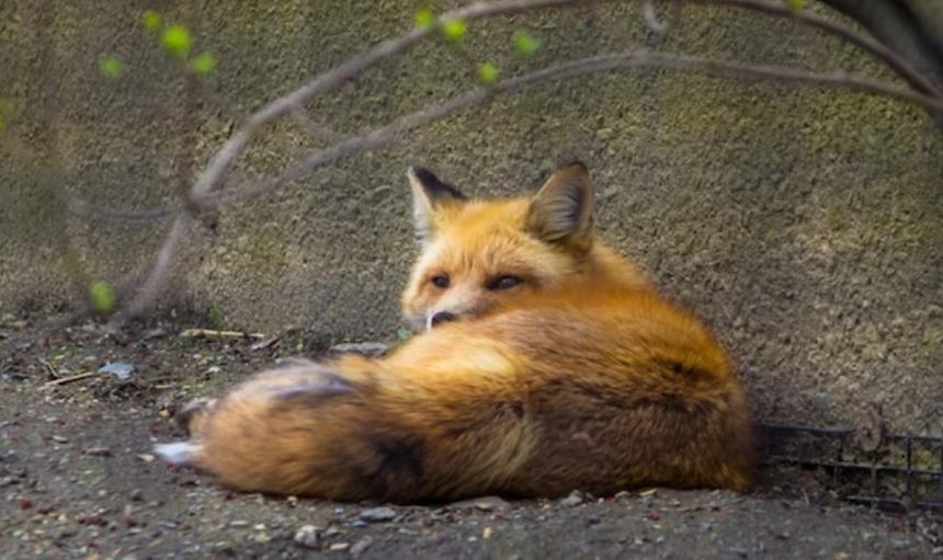 Лиса на взлётной полосе «лишила» аэропорт Домодедово 30 000 рублей