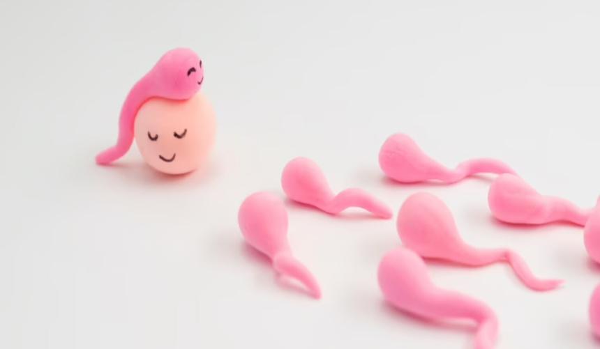 Все, что вы хотели знать о сперме, но боялись спросить: эксперт раскрыл тайны эякуляции