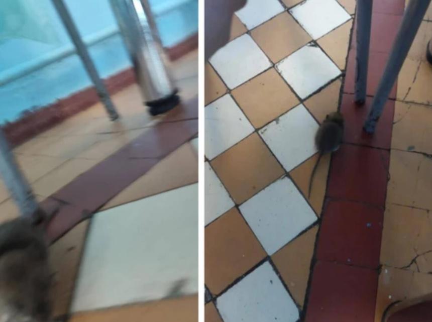 Фотографии крысенка, которого дети заметили в столовой