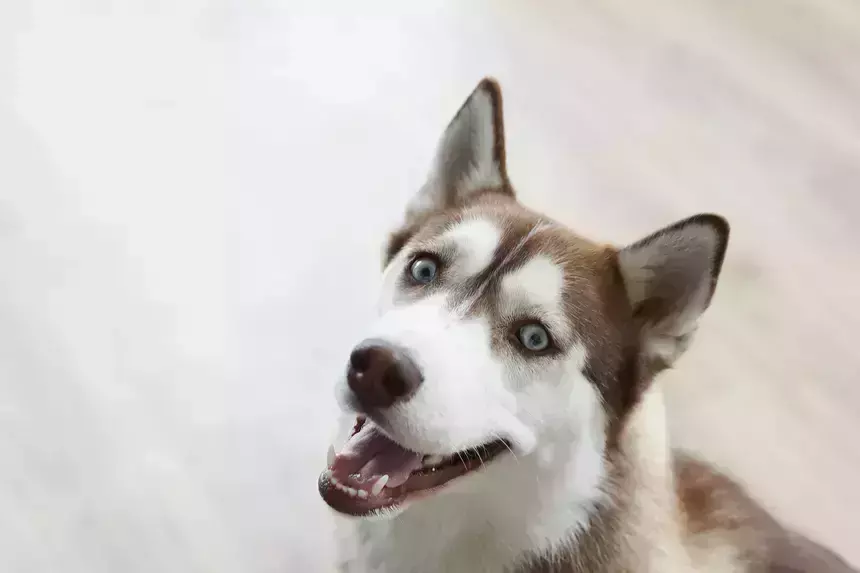 «Эй, пес»: житель Томска обиделся на высказывание прохожего о собаке и сломал ему нос