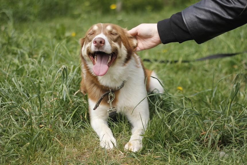 4 июня в Москве состоится выставка #Всемпособаке