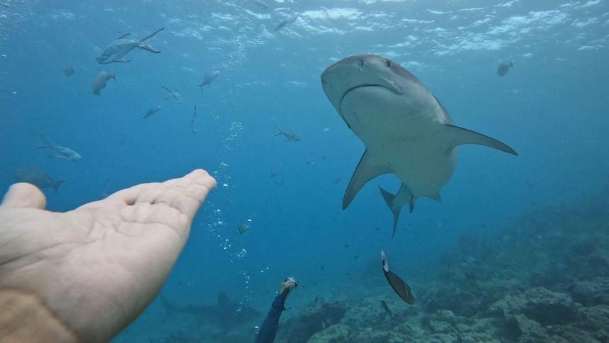 Опытный дайвер рассказал, какие средства уберегут людей от нападения акул