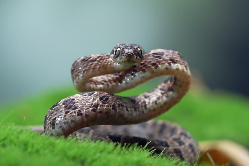 Одышка, холодный пот и некроз: москвич три дня пил водку после укуса гадюки и чуть не умер