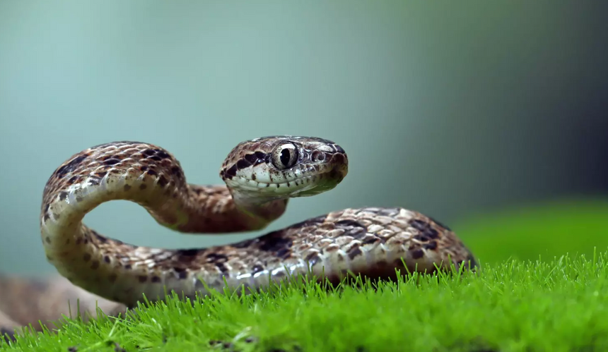 Сильно распухла кисть, сосуды были переполнены кровью: пенсионер едва не лишился руки из-за гадюки