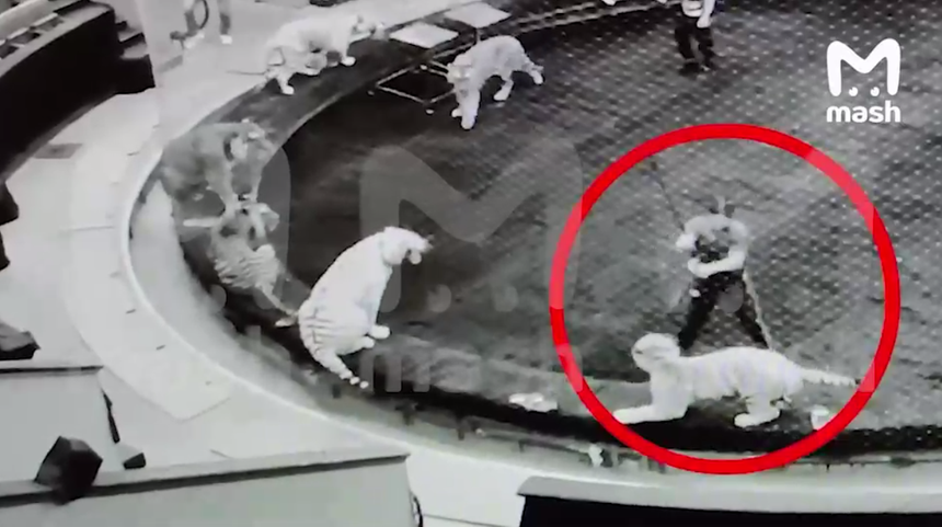 Зоозащитники пожаловались в Следственный комитет на братьев Запашных