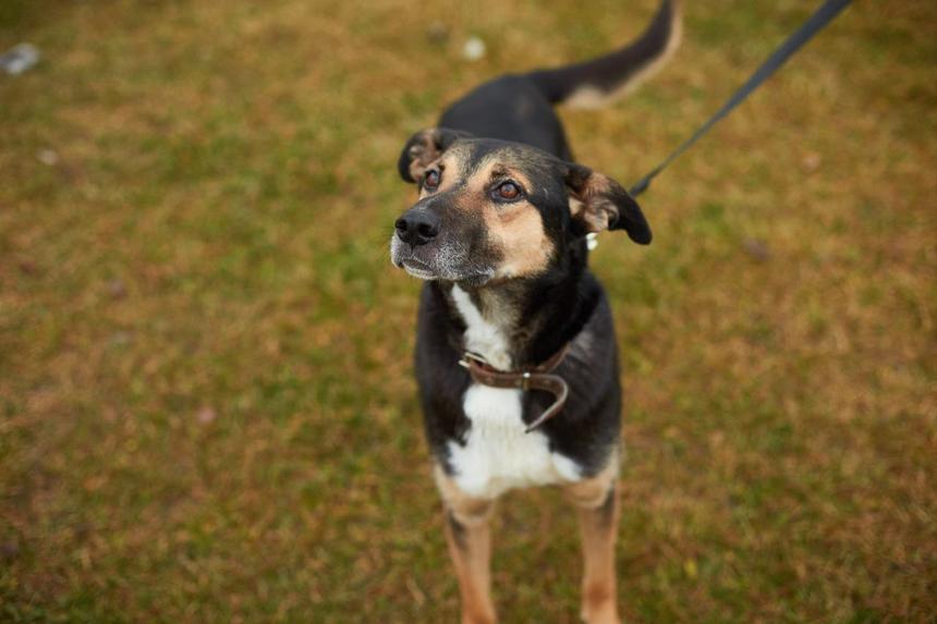 Фестиваль WOOF в поддержку животных из приютов пройдет в Москве 11 и 12 ноября