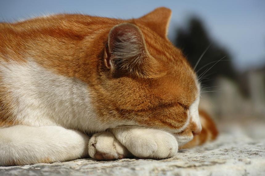 Дело возбудили благодаря резонансу: юрист о расследовании гибели кота Твикса