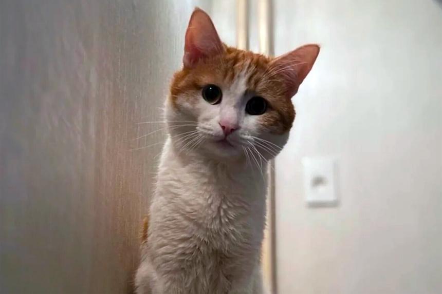 История кота Твикса: как питомец ценой своей жизни обратил внимание на важную проблему