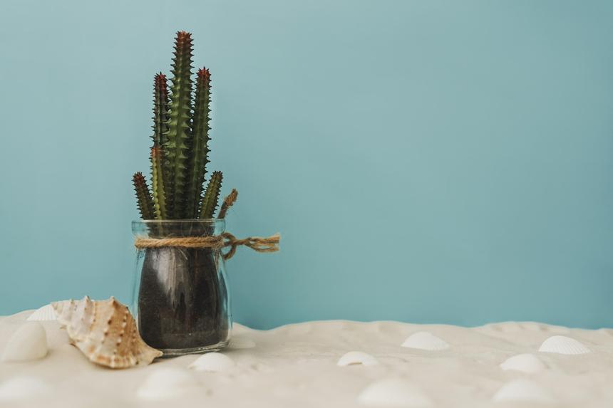 «Они в шоке»: уволенный из-за кактуса педагог рассказал о запретах для студентов