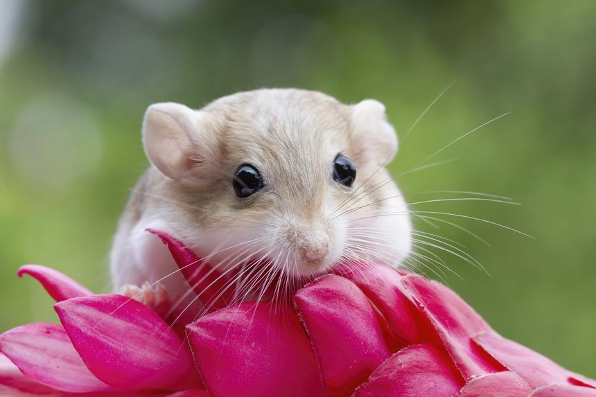 Студент съел на вечеринке живую мышь и попал под суд