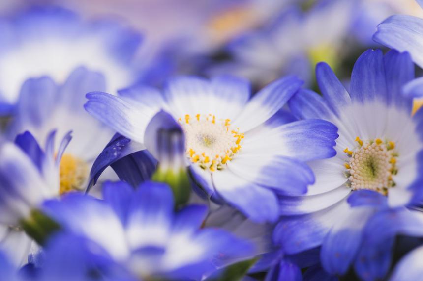 Женщину задержали в московском метро и оштрафовали за незабудку на рюкзаке