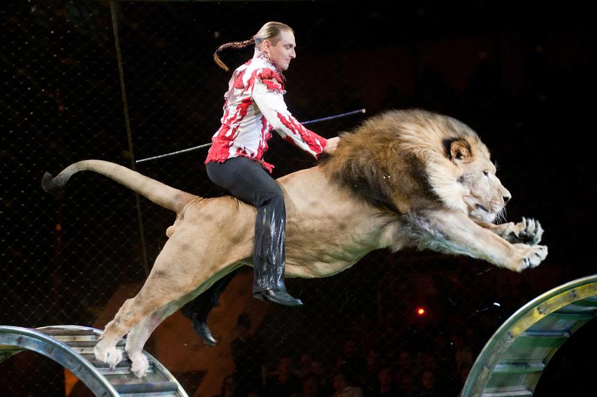 Диагностированы переломы трех костей стопы: Запашный рассказал о травмах дочери после падения лошади