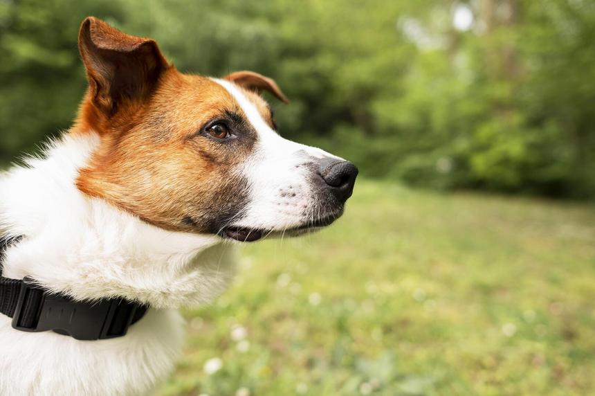 Отгоняли волков и согревали ночью: собаки помогли потерявшимся детям выжить в лесу четыре дня