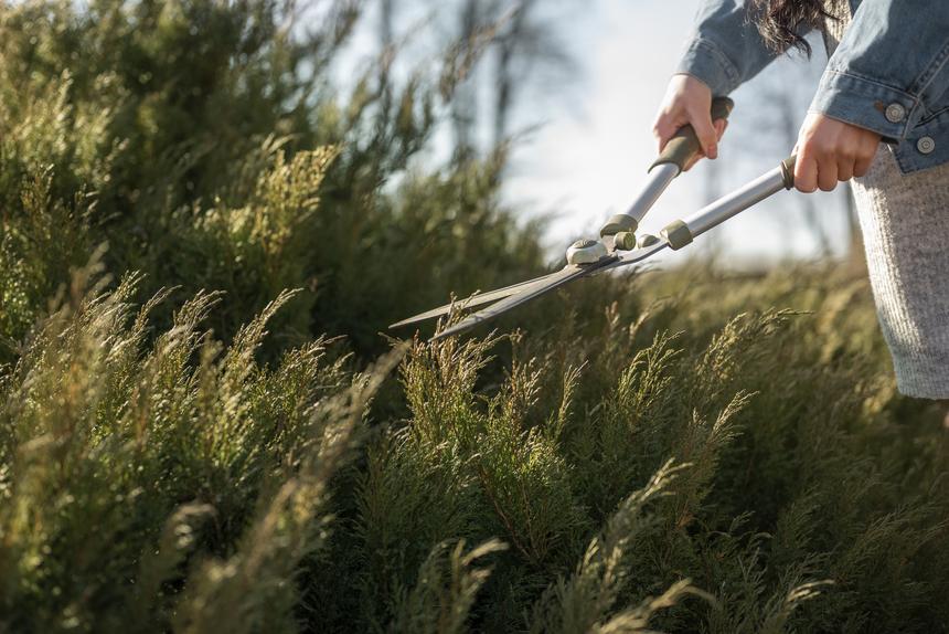 В российском городе мэр заставил чиновников косить траву и полоть газон