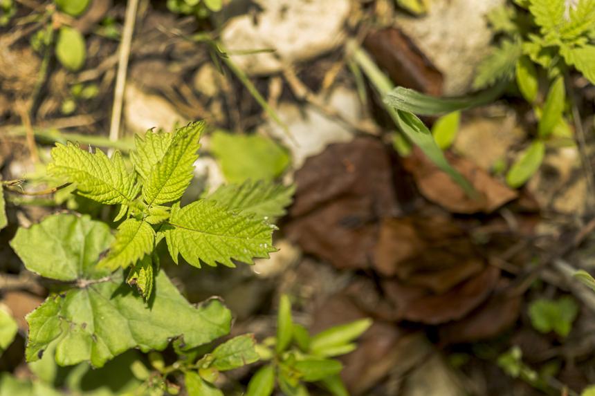 Женщину парализовало на прогулке после ожога крапивой