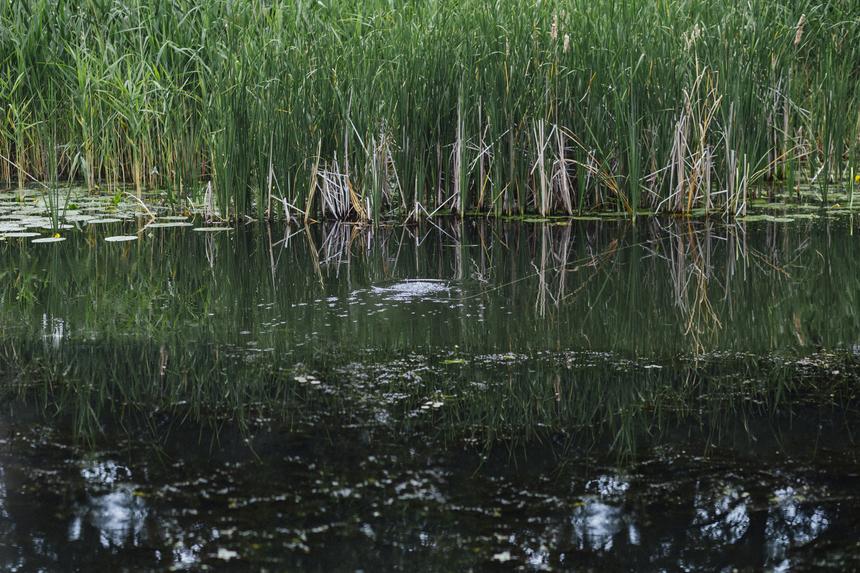 Родители верили до последнего: пропавшего 14-летнего ребенка с ДЦП нашли мертвым в болоте