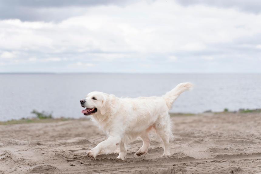 4-летняя девочка погибла после падения на нее собаки с пятого этажа