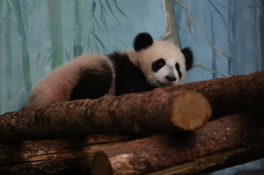 В Московском зоопарке надеются, что у панды Катюши появится брат или сестра