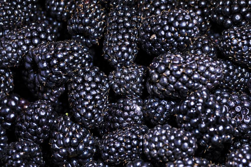 Раздражение желудка, кожный зуд, отеки: какой вред организму может нанести ежевика