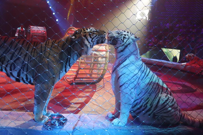 Зоорадикалы ворвались в Большой Московский цирк и перепугали всех животных