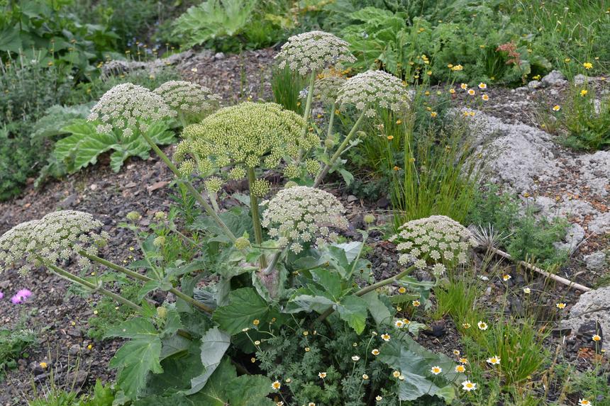 В Петербурге мужчина обжегся борщевиком при выходе на улицу и попал в реанимацию