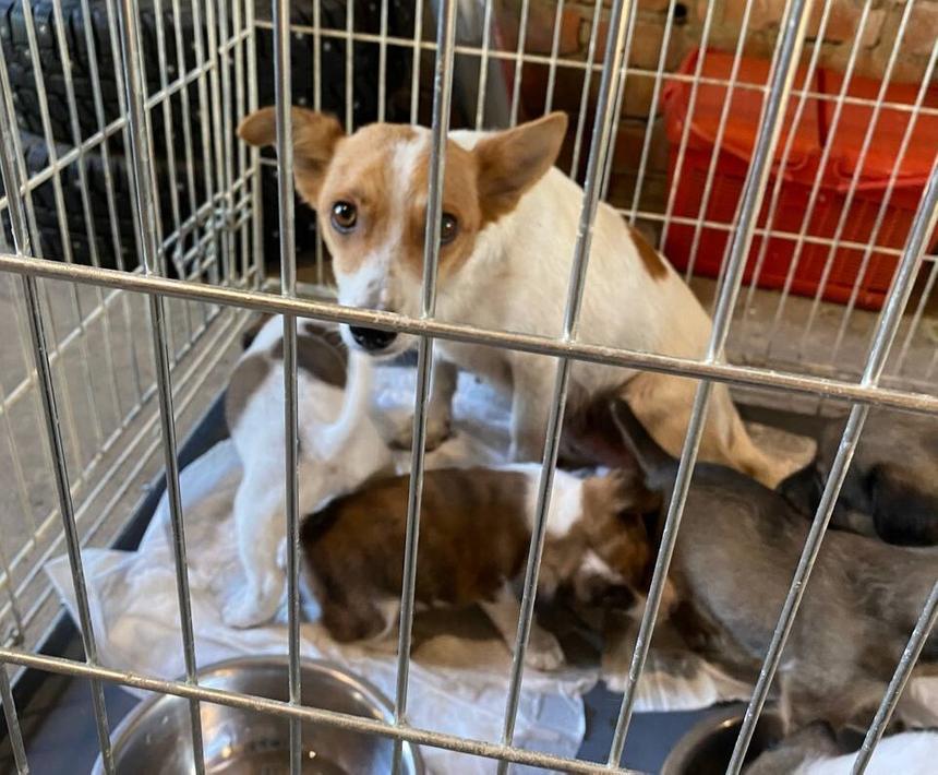 На фото мама собак, которая прибежала на последних секундах, когда забрали щенят и собрались уезжать