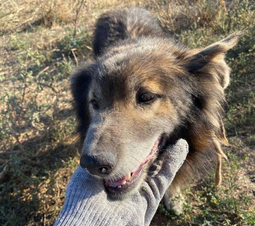 На фото пес по кличке Туман, он остался на привязи без еды и воды