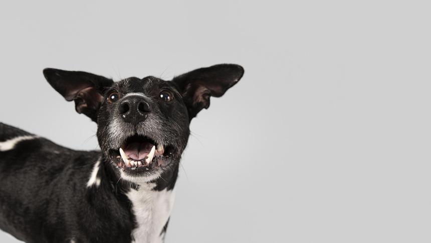 Женщине оторвало руку в результате атаки злобной собаки