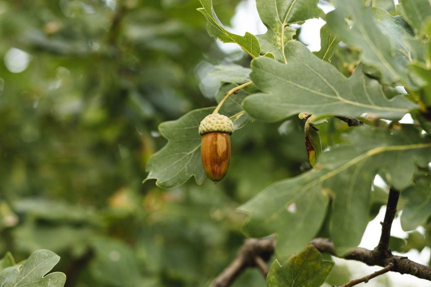 В ореховой роще Турции найдено тело 57-летней россиянки