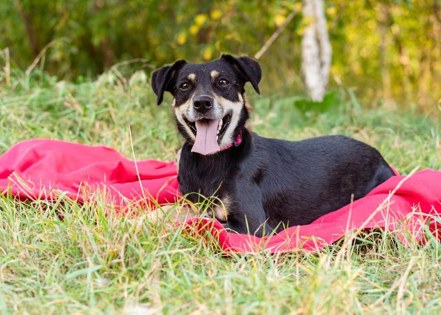 Фестиваль WOOF в поддержку животных из приютов пройдет в Москве