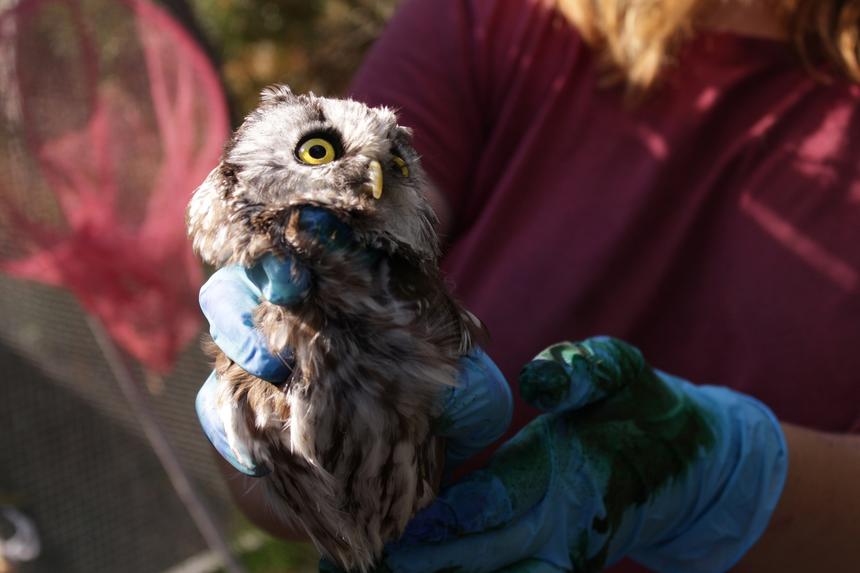 «Наши пациенты нас ненавидят»: почему спасение птиц — опасная, дорогая и неблагодарная работа